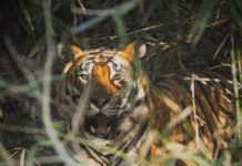 ਜਦੋਂ ਕ੍ਰਿਕੇਟਰ ਮਹਿੰਦਰ ਸਿੰਘ ਧੋਨੀ ਦਾ ਹੋਇਆ ਟਾਈਗਰ ਨਾਲ ਸਾਹਮਣਾ…, ਕੀ ਲਿਖਿਆ ਧੋਨੀ ਨੇ ਜਾਨਣ ਲਈ ਪੜੋ ਖਬਰ