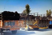 ਕਿਸਾਨ ਡੀਸੀ ਦਫਤਰ ਅੱਗੇ ਲਿਆ ਕੇ ਛੱਡਣਗੇ ਆਵਾਰਾ ਪਸ਼ੂ, ਦਾਣਾ ਮੰਡੀ ‘ਚ ਆਵਾਰਾ ਪਸ਼ੂਆਂ ਦੀਆਂ ਟ੍ਰਾਲੀਆਂ ਭਰ ਕੇ ਤਿਆਰ