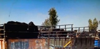 ਕਿਸਾਨ ਡੀਸੀ ਦਫਤਰ ਅੱਗੇ ਲਿਆ ਕੇ ਛੱਡਣਗੇ ਆਵਾਰਾ ਪਸ਼ੂ, ਦਾਣਾ ਮੰਡੀ ‘ਚ ਆਵਾਰਾ ਪਸ਼ੂਆਂ ਦੀਆਂ ਟ੍ਰਾਲੀਆਂ ਭਰ ਕੇ ਤਿਆਰ