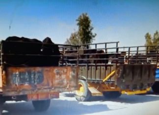 ਕਿਸਾਨ ਡੀਸੀ ਦਫਤਰ ਅੱਗੇ ਲਿਆ ਕੇ ਛੱਡਣਗੇ ਆਵਾਰਾ ਪਸ਼ੂ, ਦਾਣਾ ਮੰਡੀ ‘ਚ ਆਵਾਰਾ ਪਸ਼ੂਆਂ ਦੀਆਂ ਟ੍ਰਾਲੀਆਂ ਭਰ ਕੇ ਤਿਆਰ