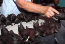 ਕੋਰੋਨਾ ਵਾਇਰਸ ਦੇ ਮੱਨੁਖੀ ਸ਼ਰੀਰ ਵਿੱਚ ਜਾਣ ਦੀ ਪਹੇਲੀ ਕੀ ਹੈ ? ਜਾਨਣ ਲਈ ਪੜ੍ਹੋ ਖਬਰ