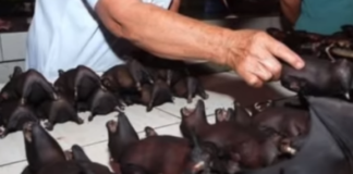 ਕੋਰੋਨਾ ਵਾਇਰਸ ਦੇ ਮੱਨੁਖੀ ਸ਼ਰੀਰ ਵਿੱਚ ਜਾਣ ਦੀ ਪਹੇਲੀ ਕੀ ਹੈ ? ਜਾਨਣ ਲਈ ਪੜ੍ਹੋ ਖਬਰ