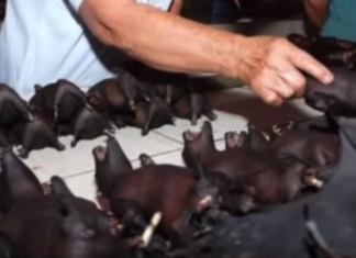 ਕੋਰੋਨਾ ਵਾਇਰਸ ਦੇ ਮੱਨੁਖੀ ਸ਼ਰੀਰ ਵਿੱਚ ਜਾਣ ਦੀ ਪਹੇਲੀ ਕੀ ਹੈ ? ਜਾਨਣ ਲਈ ਪੜ੍ਹੋ ਖਬਰ