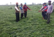 ਲਗਾਤਾਰ ਹੋ ਰਹੀ ਬਾਰਿਸ਼ ਕਾਰਨ ਕਿਸਾਨਾਂ ਦੀਆਂ ਫਸਲਾਂ ਦਾ ਹੋਇਆ ਭਾਰੀ ਨੁਕਸਾਨ