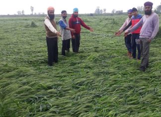 ਲਗਾਤਾਰ ਹੋ ਰਹੀ ਬਾਰਿਸ਼ ਕਾਰਨ ਕਿਸਾਨਾਂ ਦੀਆਂ ਫਸਲਾਂ ਦਾ ਹੋਇਆ ਭਾਰੀ ਨੁਕਸਾਨ