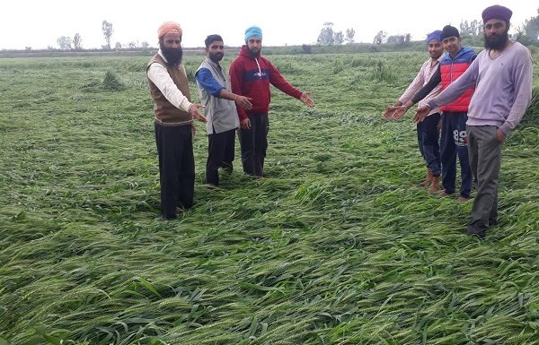ਲਗਾਤਾਰ ਹੋ ਰਹੀ ਬਾਰਿਸ਼ ਕਾਰਨ ਕਿਸਾਨਾਂ ਦੀਆਂ ਫਸਲਾਂ ਦਾ ਹੋਇਆ ਭਾਰੀ ਨੁਕਸਾਨ