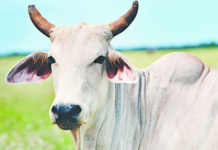 ਕੋਰੋਨਾ ਦੇ ਇਲਾਜ਼ ਲਈ ਗਊ ਮੂਤਰ ਵੰਡਣ ‘ਤੇ ਭਾਜਪਾ ਕਾਰਕੁੰਨ ਗ੍ਰਿਫ਼ਤਾਰ