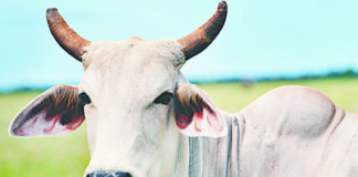 ਕੋਰੋਨਾ ਦੇ ਇਲਾਜ਼ ਲਈ ਗਊ ਮੂਤਰ ਵੰਡਣ ‘ਤੇ ਭਾਜਪਾ ਕਾਰਕੁੰਨ ਗ੍ਰਿਫ਼ਤਾਰ