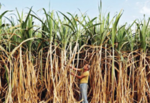 ਸ਼ੂਗਰਫੈਡ ਵੱਲੋਂ ਗੰਨਾ ਉਤਪਾਦਕਾਂ ਨੂੰ ਰਿਆਇਤ, 2500 ਰੁਪਏ ਕੁਇੰਟਲ ਮਿਲੇਗੀ ਖੰਡ