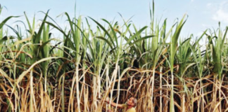 ਸ਼ੂਗਰਫੈਡ ਵੱਲੋਂ ਗੰਨਾ ਉਤਪਾਦਕਾਂ ਨੂੰ ਰਿਆਇਤ, 2500 ਰੁਪਏ ਕੁਇੰਟਲ ਮਿਲੇਗੀ ਖੰਡ