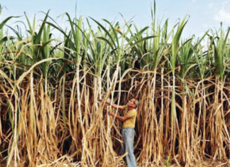 ਕਿਸਾਨਾਂ ਨੂੰ ਮਿਲਦੀ ਹੈ 3000 ਰੁਪਏ ਮਹੀਨਾ ਪੈਨਸ਼ਨ, ਪੜੋ ਕਿਵੇਂ ਕਰਨੀ ਹੈ ਰਜਿਸਟ੍ਰੇਸ਼ਨ