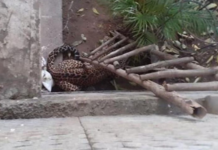 ਚੰਡੀਗੜ੍ਹੀਆਂ ਲਈ ਨਵੀਂ ਮੁਸ਼ਕਲ, ਸ਼ਹਿਰ ‘ਚ ਵੜ੍ਹਿਆ ਚੀਤਾ, ਪੁਲਿਸ ਨੇ ਕੀਤੀ ਬਚਣ ਦੀ ਅਪੀਲ