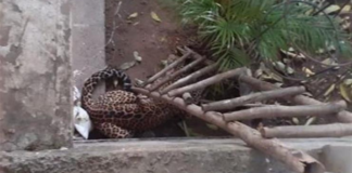 ਚੰਡੀਗੜ੍ਹੀਆਂ ਲਈ ਨਵੀਂ ਮੁਸ਼ਕਲ, ਸ਼ਹਿਰ ‘ਚ ਵੜ੍ਹਿਆ ਚੀਤਾ, ਪੁਲਿਸ ਨੇ ਕੀਤੀ ਬਚਣ ਦੀ ਅਪੀਲ