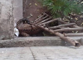 ਚੰਡੀਗੜ੍ਹੀਆਂ ਲਈ ਨਵੀਂ ਮੁਸ਼ਕਲ, ਸ਼ਹਿਰ ‘ਚ ਵੜ੍ਹਿਆ ਚੀਤਾ, ਪੁਲਿਸ ਨੇ ਕੀਤੀ ਬਚਣ ਦੀ ਅਪੀਲ