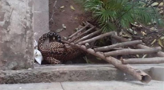 ਚੰਡੀਗੜ੍ਹੀਆਂ ਲਈ ਨਵੀਂ ਮੁਸ਼ਕਲ, ਸ਼ਹਿਰ ‘ਚ ਵੜ੍ਹਿਆ ਚੀਤਾ, ਪੁਲਿਸ ਨੇ ਕੀਤੀ ਬਚਣ ਦੀ ਅਪੀਲ