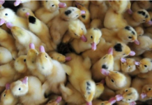 ਕੋਰੋਨਾ ਵਾਇਰਸ ਦੇ ਮਨੁੱਖੀ ਸਰੀਰ ‘ਚ ਦਾਖਲ ਹੋਣ ਦੀ ਕੀ ਹੈ ਵਜ੍ਹਾ, ਕੀ ਪ੍ਰਭਾਵ ਪਿਆ ਹੈ ਵਿਸ਼ਵ ‘ਤੇ