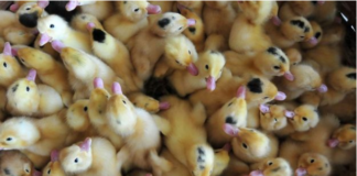 ਕੋਰੋਨਾ ਵਾਇਰਸ ਦੇ ਮਨੁੱਖੀ ਸਰੀਰ ‘ਚ ਦਾਖਲ ਹੋਣ ਦੀ ਕੀ ਹੈ ਵਜ੍ਹਾ, ਕੀ ਪ੍ਰਭਾਵ ਪਿਆ ਹੈ ਵਿਸ਼ਵ ‘ਤੇ