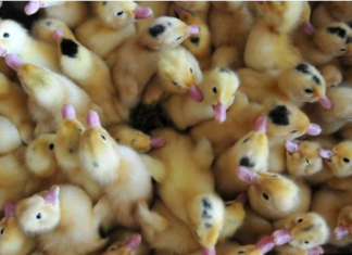 ਕੋਰੋਨਾ ਵਾਇਰਸ ਦੇ ਮਨੁੱਖੀ ਸਰੀਰ ‘ਚ ਦਾਖਲ ਹੋਣ ਦੀ ਕੀ ਹੈ ਵਜ੍ਹਾ, ਕੀ ਪ੍ਰਭਾਵ ਪਿਆ ਹੈ ਵਿਸ਼ਵ ‘ਤੇ