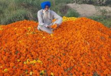 ਫੁੱਲਾਂ ਦੀ ਖੇਤੀ ‘ਤੇ ਕੋਰੋਨਾ ਦੀ ਮਾਰ, ਕਿਸਾਨਾਂ ਨੇ ਕੀਤੀ ਮੁਆਵਜ਼ੇ ਤੇ ਡੈਕੋਰੇਸ਼ਨ ਦੀਆਂ ਦੁਕਾਨਾਂ ਸਵੇਰੇ-ਸ਼ਾਮ ਖੋਲ੍ਹਣ ਦੀ ਮੰਗ