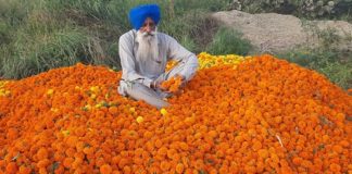 ਫੁੱਲਾਂ ਦੀ ਖੇਤੀ ‘ਤੇ ਕੋਰੋਨਾ ਦੀ ਮਾਰ, ਕਿਸਾਨਾਂ ਨੇ ਕੀਤੀ ਮੁਆਵਜ਼ੇ ਤੇ ਡੈਕੋਰੇਸ਼ਨ ਦੀਆਂ ਦੁਕਾਨਾਂ ਸਵੇਰੇ-ਸ਼ਾਮ ਖੋਲ੍ਹਣ ਦੀ ਮੰਗ
