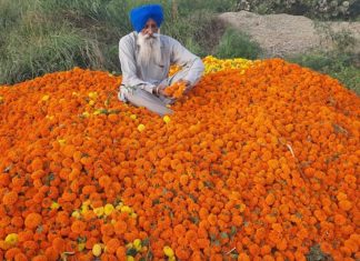 ਫੁੱਲਾਂ ਦੀ ਖੇਤੀ ‘ਤੇ ਕੋਰੋਨਾ ਦੀ ਮਾਰ, ਕਿਸਾਨਾਂ ਨੇ ਕੀਤੀ ਮੁਆਵਜ਼ੇ ਤੇ ਡੈਕੋਰੇਸ਼ਨ ਦੀਆਂ ਦੁਕਾਨਾਂ ਸਵੇਰੇ-ਸ਼ਾਮ ਖੋਲ੍ਹਣ ਦੀ ਮੰਗ