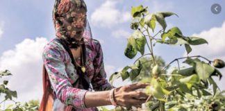 ਪੰਜਾਬ ‘ਚ ਨਰਮੇ ਦੀ ਕਾਸ਼ਤ ਹੇਠ ਰਕਬਾ 9.7 ਲੱਖ ਏਕੜ ਤੋਂ ਵਧਾ ਕੇ 12.5 ਲੱਖ ਏਕੜ ਕਰਨ ਦੇ ਪੁਖਤਾ ਪ੍ਰਬੰਧ