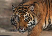 ਇਨਸਾਨਾਂ ਤੋਂ ਬਾਅਦ ਹੁਣ ਜਾਨਵਰਾਂ ‘ਚ ਫੈਲਿਆ ਕੋਰੋਨਾ, 4 ਸਾਲ ਦੇ ਸ਼ੇਰ ਨੂੰ ਹੋਇਆ ਕੋਰੋਨਾ