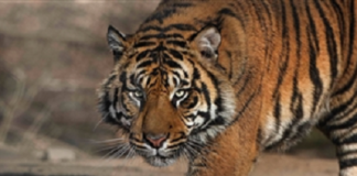 ਇਨਸਾਨਾਂ ਤੋਂ ਬਾਅਦ ਹੁਣ ਜਾਨਵਰਾਂ ‘ਚ ਫੈਲਿਆ ਕੋਰੋਨਾ, 4 ਸਾਲ ਦੇ ਸ਼ੇਰ ਨੂੰ ਹੋਇਆ ਕੋਰੋਨਾ