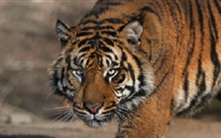 ਇਨਸਾਨਾਂ ਤੋਂ ਬਾਅਦ ਹੁਣ ਜਾਨਵਰਾਂ ‘ਚ ਫੈਲਿਆ ਕੋਰੋਨਾ, 4 ਸਾਲ ਦੇ ਸ਼ੇਰ ਨੂੰ ਹੋਇਆ ਕੋਰੋਨਾ