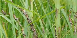 ਪੰਜਾਬ ‘ਚ ਟਿੱਡੀ ਦਲ ਦੇ ਖ਼ਤਰੇ ਤੋਂ ਬਚਣ ਦੀ ਲੋੜ