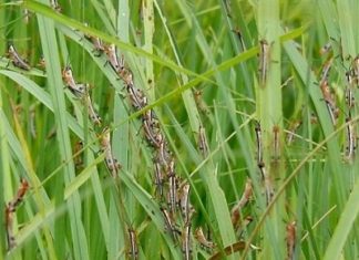 ਕੁਦਰਤੀ ਵਾਤਾਵਰਨ ਤੇ ਜੈਵਿਕ ਖੇਤੀ ਦੀ ਮਹਤੱਤਾ