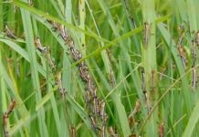 ਫਰੀਦਕੋਟ ‘ਚ ਟਿੱਡੀ ਦਲ ਦੇ ਸੰਭਾਵੀਂ ਹਮਲੇ ਦੀ ਰੋਕਥਾਮ ਲਈ ਜ਼ਿਲਾ ਪ੍ਰਸ਼ਾਸਨ ਨੇ ਕੱਸੀ ਤਿਆਰੀ