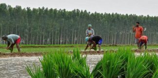 ਝੋਨੇ ਦੀ ਵੱਧ ਲੁਆਈ ਮੰਗਣ ਲੱਗੇ ਮਜ਼ਦੂਰ, ਪਿੰਡਾਂ ਦੀਆਂ ਪੰਚਾਇਤਾਂ ਵਲੋਂ ਵਿਰੋਧ ਸ਼ੁਰੂ