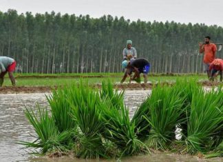 ਕਰਫਿਊ ਬਣਿਆ ਕਿਸਾਨਾਂ ਲਈ ਸੰਕਟ, ਸੋਹਣੇ ਵਰਗੀ ਕਣਕ ਨੂੰ ਕਿੱਥੇ ਰੱਖਣਾ ਬਣੀ ਸਮੱਸਿਆ