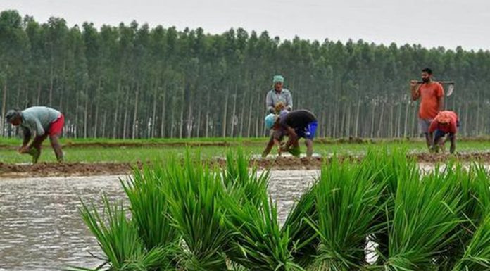ਝੋਨੇ ਦੀ ਵੱਧ ਲੁਆਈ ਮੰਗਣ ਲੱਗੇ ਮਜ਼ਦੂਰ, ਪਿੰਡਾਂ ਦੀਆਂ ਪੰਚਾਇਤਾਂ ਵਲੋਂ ਵਿਰੋਧ ਸ਼ੁਰੂ