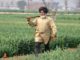 Potato and wheat sowing asversly affected due to shortage of urea and DAP fertilizer