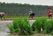 ਖੇਤੀਬਾੜੀ ਸੰਕਟ : ਸੁਝਾਅ ਤੇ ਉਪਾਅ