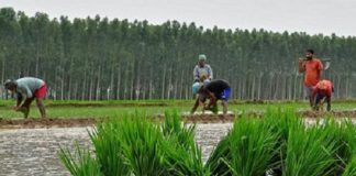 ਖੇਤੀਬਾੜੀ ਸੰਕਟ : ਸੁਝਾਅ ਤੇ ਉਪਾਅ