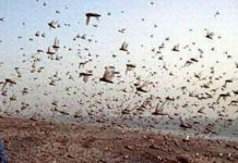 ਟਿੱਡੀ ਦਲ ਨਾਲ ਨਜਿੱਠਣ ਲਈ ਪੰਜਾਬ ਖੇਤੀਬਾੜੀ ਵਿਭਾਗ ਤਿਆਰ