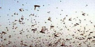 ਟਿੱਡੀ ਦਲ ਨਾਲ ਨਜਿੱਠਣ ਲਈ ਪੰਜਾਬ ਖੇਤੀਬਾੜੀ ਵਿਭਾਗ ਤਿਆਰ