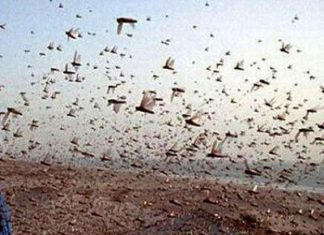 ਟਿੱਡੀ ਦਲ ਨਾਲ ਨਜਿੱਠਣ ਲਈ ਪੰਜਾਬ ਖੇਤੀਬਾੜੀ ਵਿਭਾਗ ਤਿਆਰ