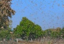 ਪੰਜਾਬ ਦੇ ਸਰਹੱਦੀ ਜ਼ਿਲ੍ਹਿਆਂ ‘ਚ ਵੀ ਟਿੱਡੀ ਦਲ ਦੇ ਹਮਲੇ ਦੀ ਸੰਭਾਵਨਾ