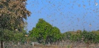 ਪੰਜਾਬ ਦੇ ਸਰਹੱਦੀ ਜ਼ਿਲ੍ਹਿਆਂ ‘ਚ ਵੀ ਟਿੱਡੀ ਦਲ ਦੇ ਹਮਲੇ ਦੀ ਸੰਭਾਵਨਾ