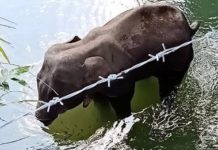 ਕੇਰਲ ‘ਚ ਹੱਥਣੀ ਦੀ ਮੌਤ ਨੂੰ ਫਿਰ ਮੁਸਲਮਾਨਾਂ ਨਾਲ ਜੋੜਿਆ, NDTV ਨੇ ਵੀ ਚਲਾਈ ਖ਼ਬਰ