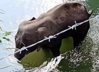 ਕੇਰਲ ‘ਚ ਹੱਥਣੀ ਦੀ ਮੌਤ ਨੂੰ ਫਿਰ ਮੁਸਲਮਾਨਾਂ ਨਾਲ ਜੋੜਿਆ, NDTV ਨੇ ਵੀ ਚਲਾਈ ਖ਼ਬਰ