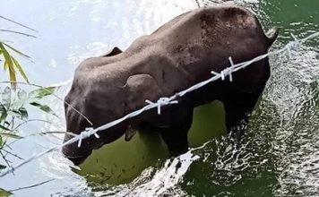 ਕੇਰਲ ‘ਚ ਹੱਥਣੀ ਦੀ ਮੌਤ ਨੂੰ ਫਿਰ ਮੁਸਲਮਾਨਾਂ ਨਾਲ ਜੋੜਿਆ, NDTV ਨੇ ਵੀ ਚਲਾਈ ਖ਼ਬਰ