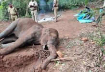 ਗਰਭਵਤੀ ਹੱਥਣੀ ਨੂੰ ਮਾਰ-ਮੁਕਾਉਣ ਵਾਲਿਆ ਦਾ ਪਤਾ ਦੱਸਣ ਵਾਲੇ ਨੂੰ ਮਿਲੇਗਾ ਇਨਾਮ