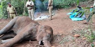 ਗਰਭਵਤੀ ਹੱਥਣੀ ਨੂੰ ਮਾਰ-ਮੁਕਾਉਣ ਵਾਲਿਆ ਦਾ ਪਤਾ ਦੱਸਣ ਵਾਲੇ ਨੂੰ ਮਿਲੇਗਾ ਇਨਾਮ