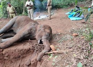 ਗਰਭਵਤੀ ਹੱਥਣੀ ਨੂੰ ਮਾਰ-ਮੁਕਾਉਣ ਵਾਲਿਆ ਦਾ ਪਤਾ ਦੱਸਣ ਵਾਲੇ ਨੂੰ ਮਿਲੇਗਾ ਇਨਾਮ