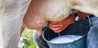 ਲੁਧਿਆਣਾ ‘ਚ ਰੋਜ਼ਾਨਾਂ ਵਿਕਦਾ ਹੈ 1.5 ਕਰੋੜ ਲੀਟਰ ਦੁੱਧ, ਦੂਜੇ ਨੰਬਰ ‘ਤੇ ਜਲੰਧਰ